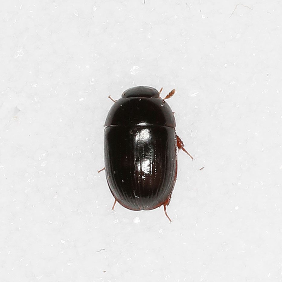 Hydrophilidae: Dactylosternum abdominale?